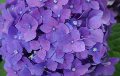 제주 휴애리 수국축제