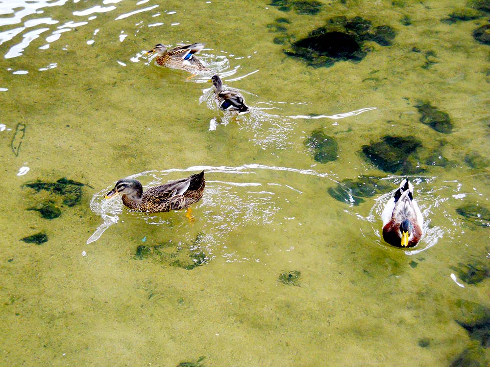 홍제천 다시 오리(Duck)