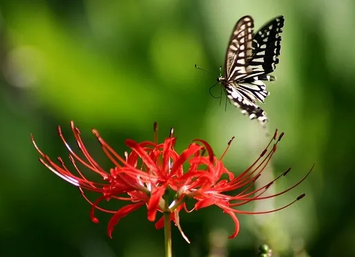 꽃무릇 상사화 차이 개화 시기 꽃말 고창 선운사 군락지 피는시기 전설 3