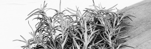 백종원 마늘쫑 장아찌 외: 로즈마리 키우기, 로즈마리 키우는법