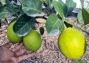 레몬 재배 화분 재배 실내 월동 가지 치기_13