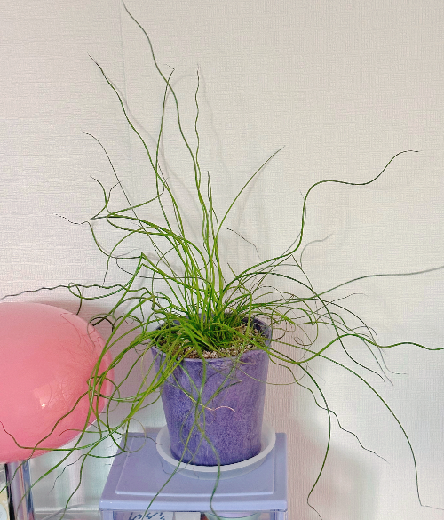 초보 식물 추천