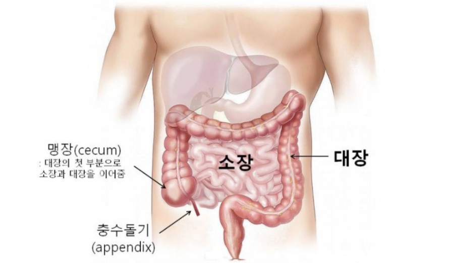 인체의 오장육부 중에서 대장과 소장, 맹장, 충수돌기의 위치와 형태를 그린 그림 사진