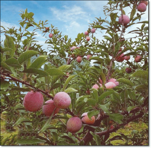 후무사 자두 과수원