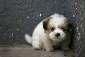 놀라서 숨는 강아지 모습