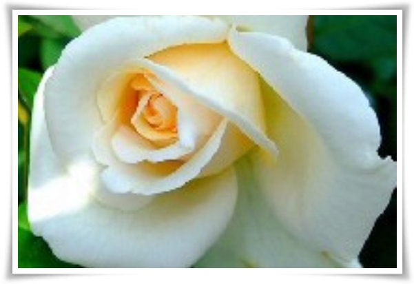 화초 &quot;월계화&quot; 봄부터 가을까지, 장미인 듯 장미 아닌 향기로운 꽃의 여왕!