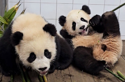 알트태그-푸바오의 동생 루이바오와 후이바오