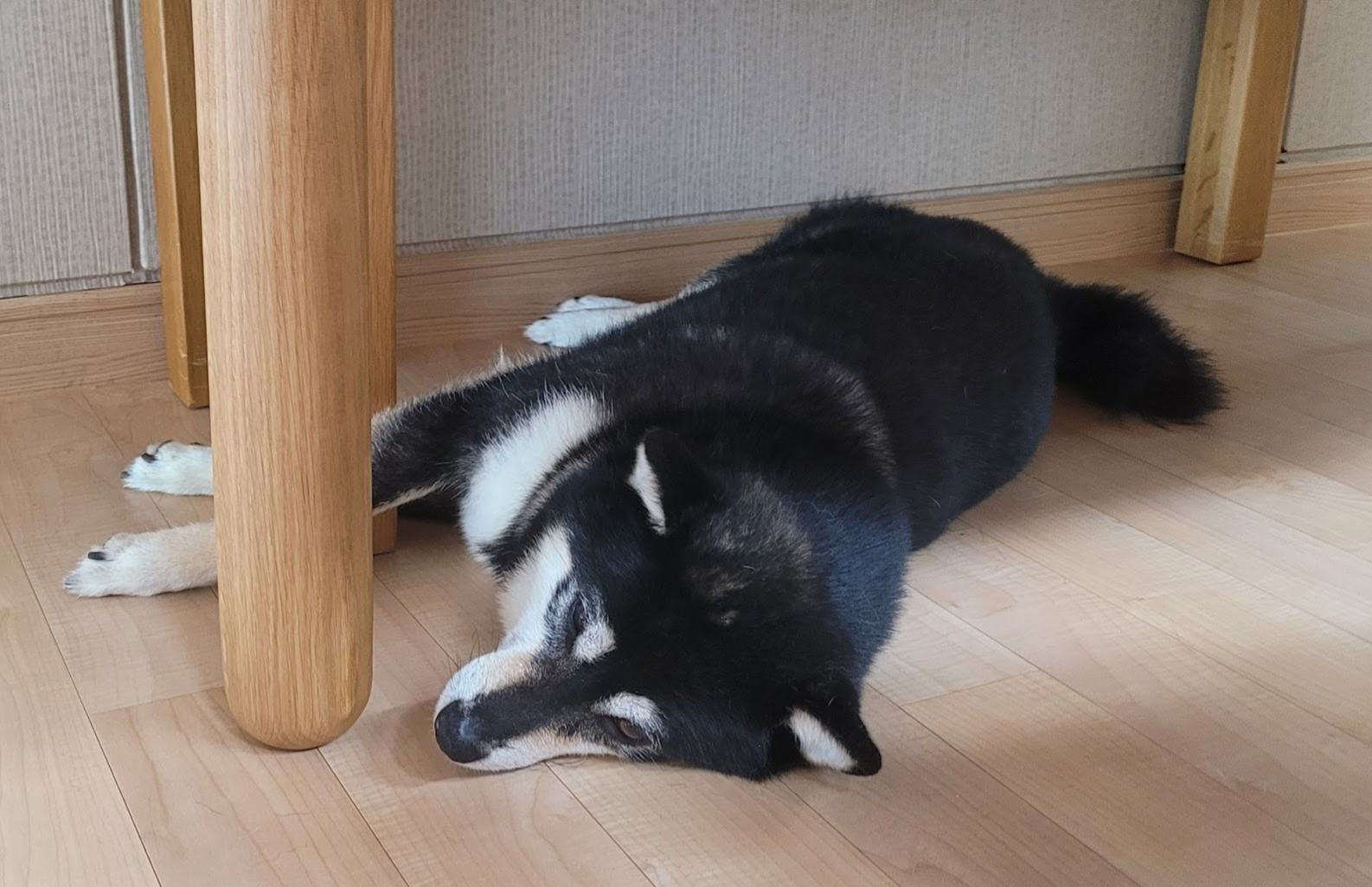 우리 강아지 수면 자세로 알아보는 의미와 심리