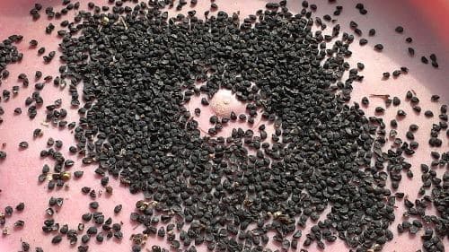 부추-종자채종-정선작업