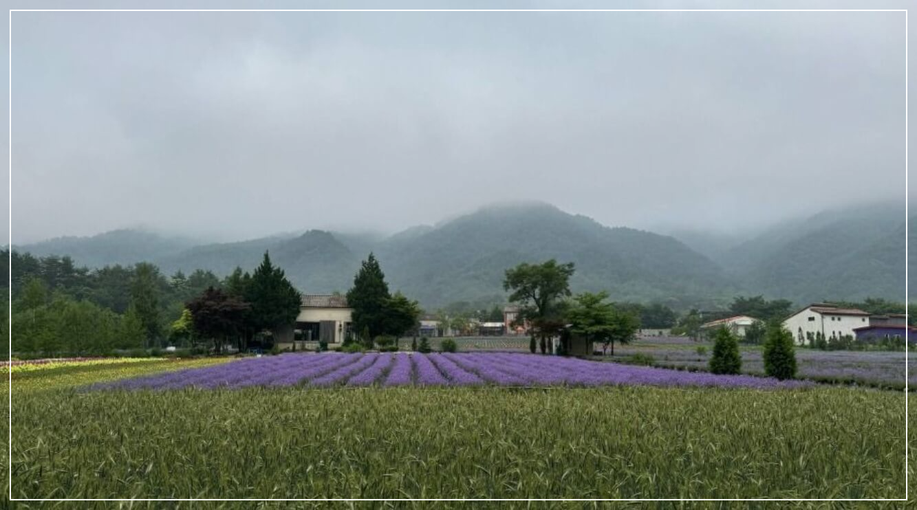 고성 가볼만한곳 베스트10 하늬라벤더팜