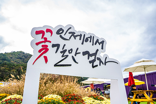 인제가을꽃축제