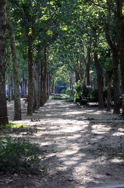 나무가 울창한 숲 길