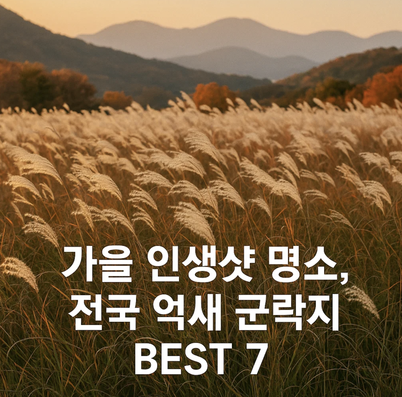 가을 인생샷 명소, 전국 억새 군락지 BEST 7