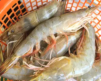 홍성 남당항 대하축제_12