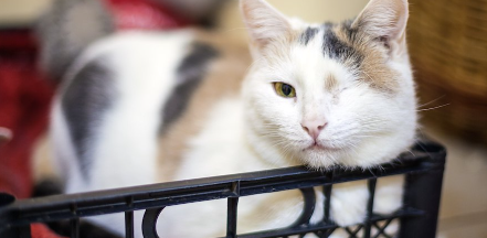 한쪽 눈을 감고 릴랙스하는 고양이.