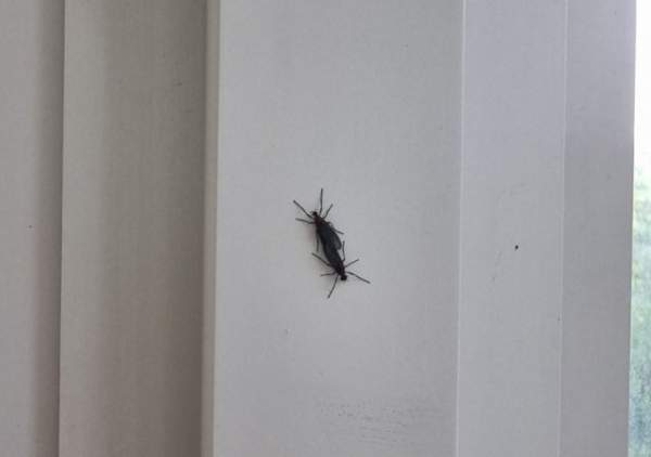 러브버그 퇴치방법