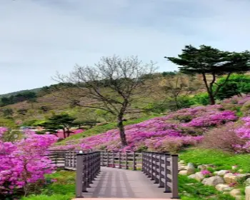 황매산 철쭉축제_28