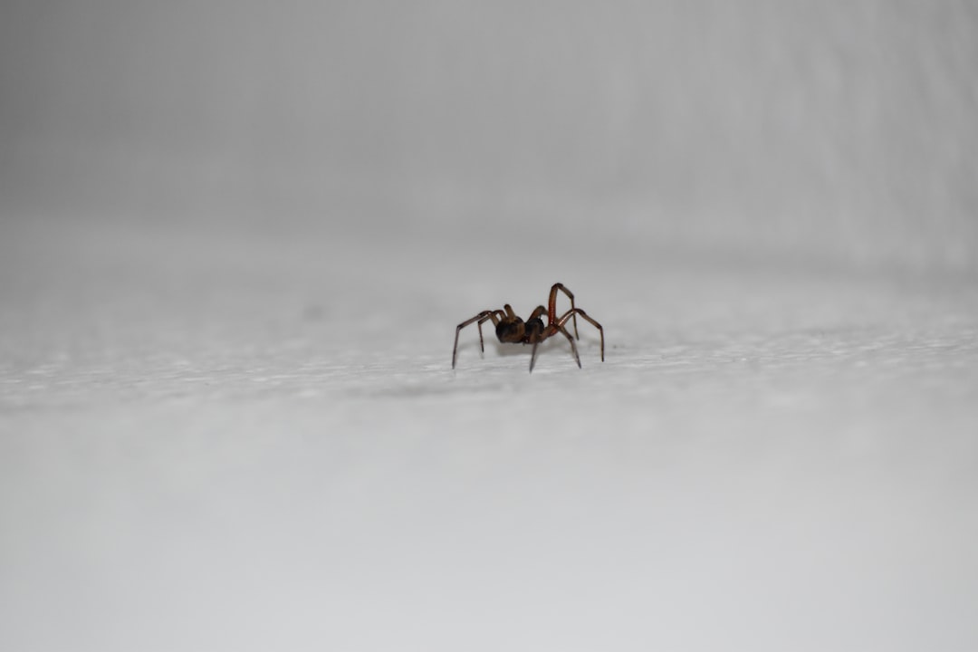 Spider