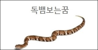 독뱀보는꿈