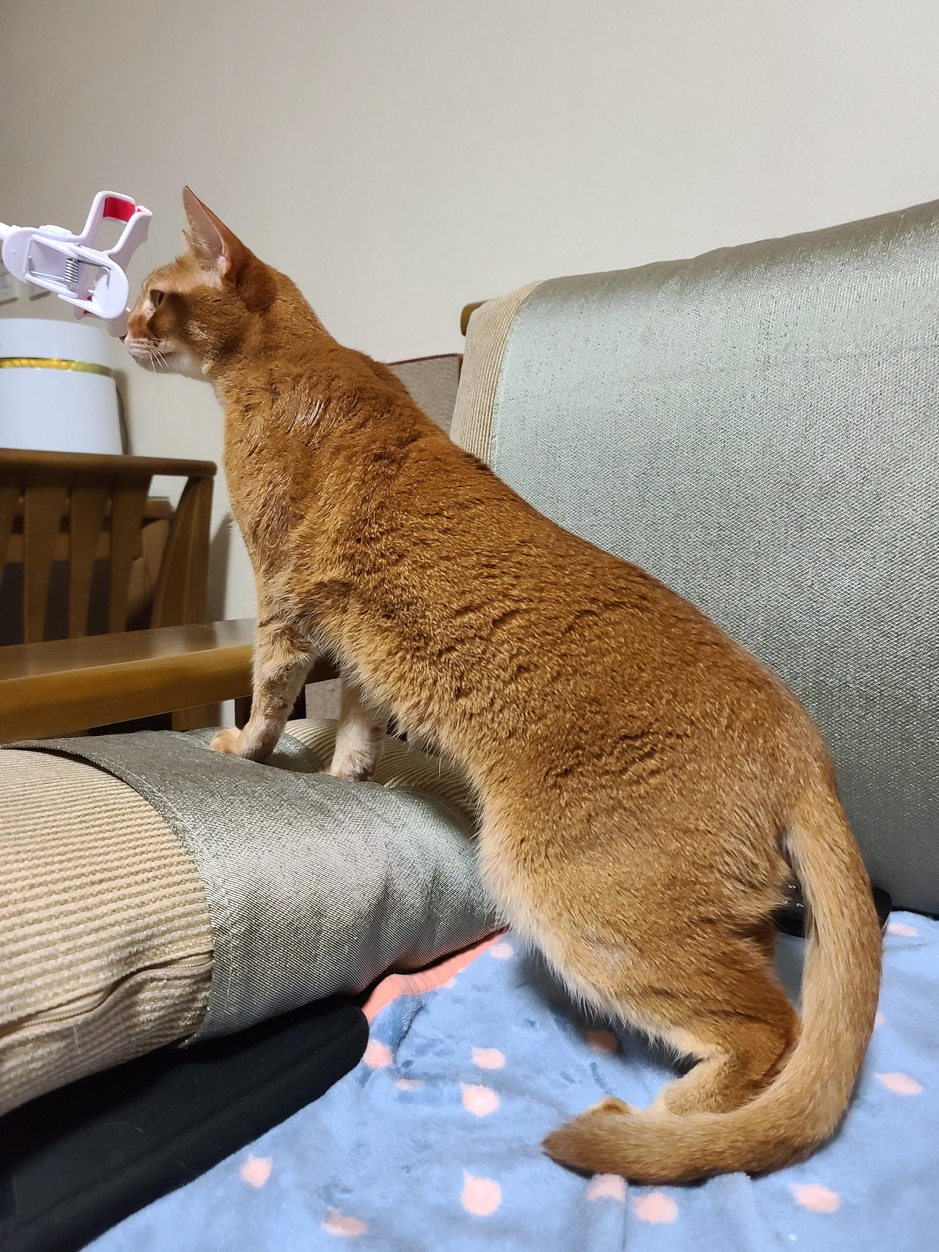 아비시니안 집지키는 고양이