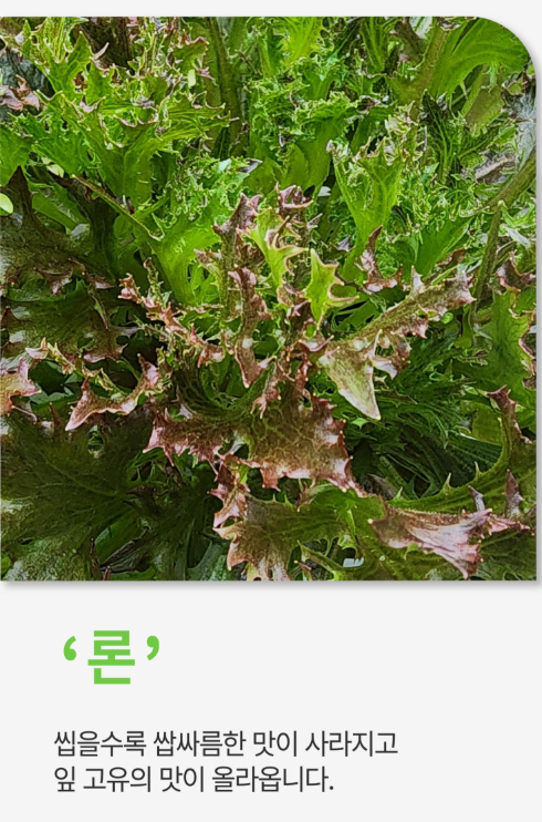 6시내고향 유럽쌈채소 경남 밀양 밀양상회