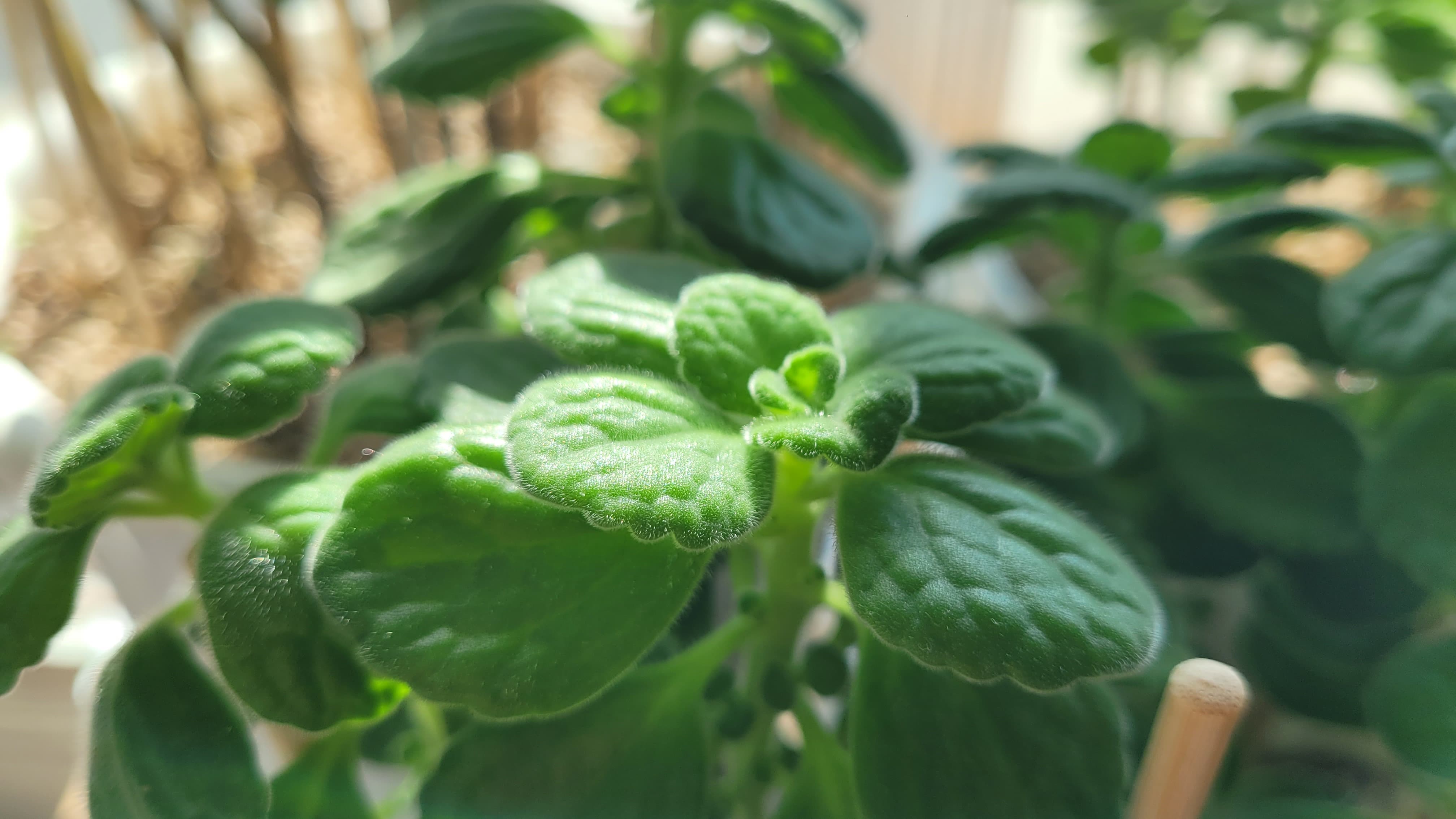 도시 농업: 아파트에서도 가능한 작물 재배법
