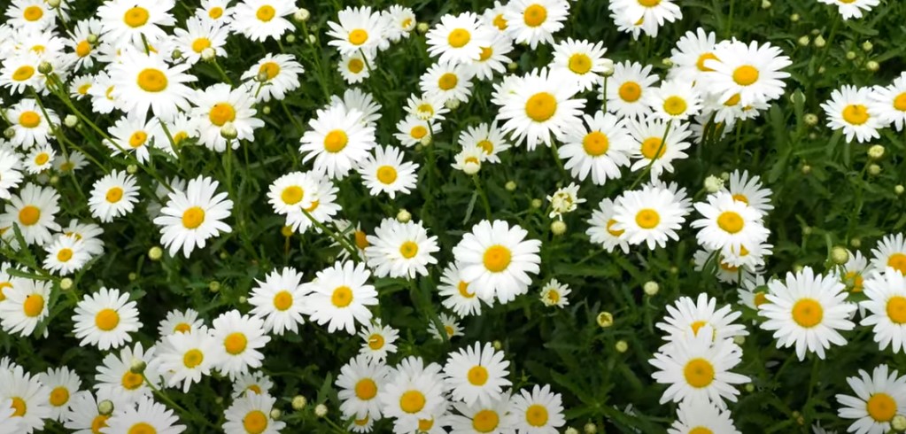 5월에 꼭 가봐야 할 적국 봄꽃 명소