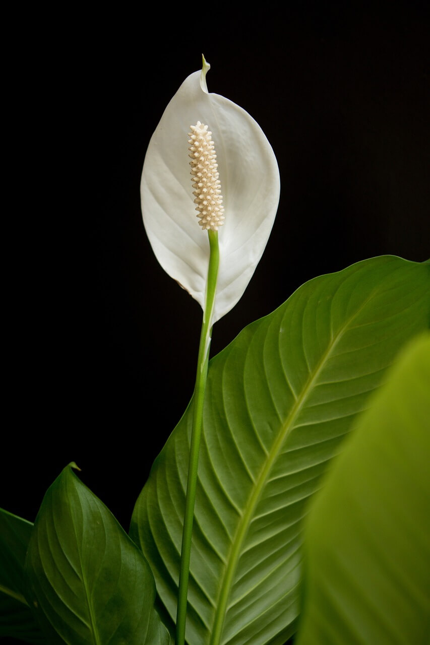 미세먼지공기정화식물 