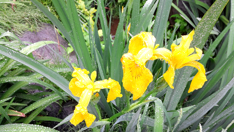 우중산책(雨中散策)은 즐거운 산책생활