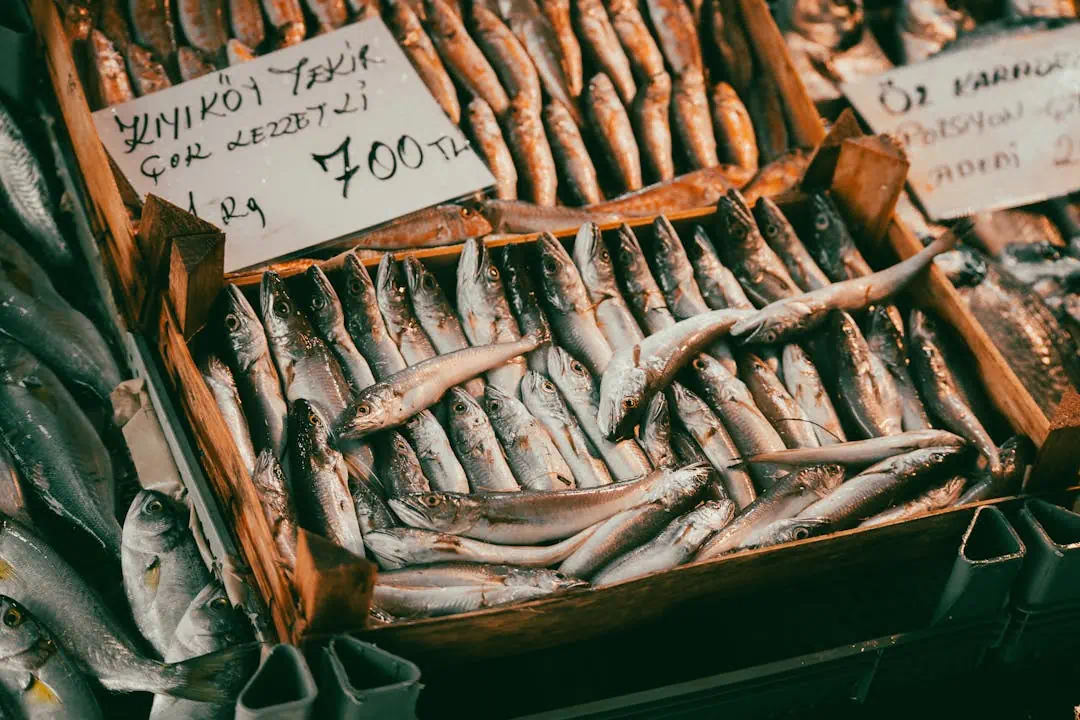 불면증에 좋은 음식 등 푸른 생선2