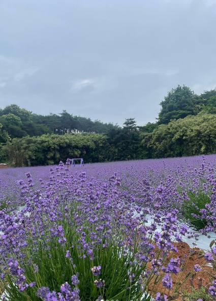 고창 청농원 라벤더시즌