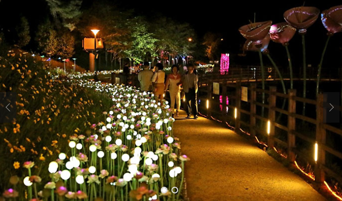 울산 장미축제 개화상황