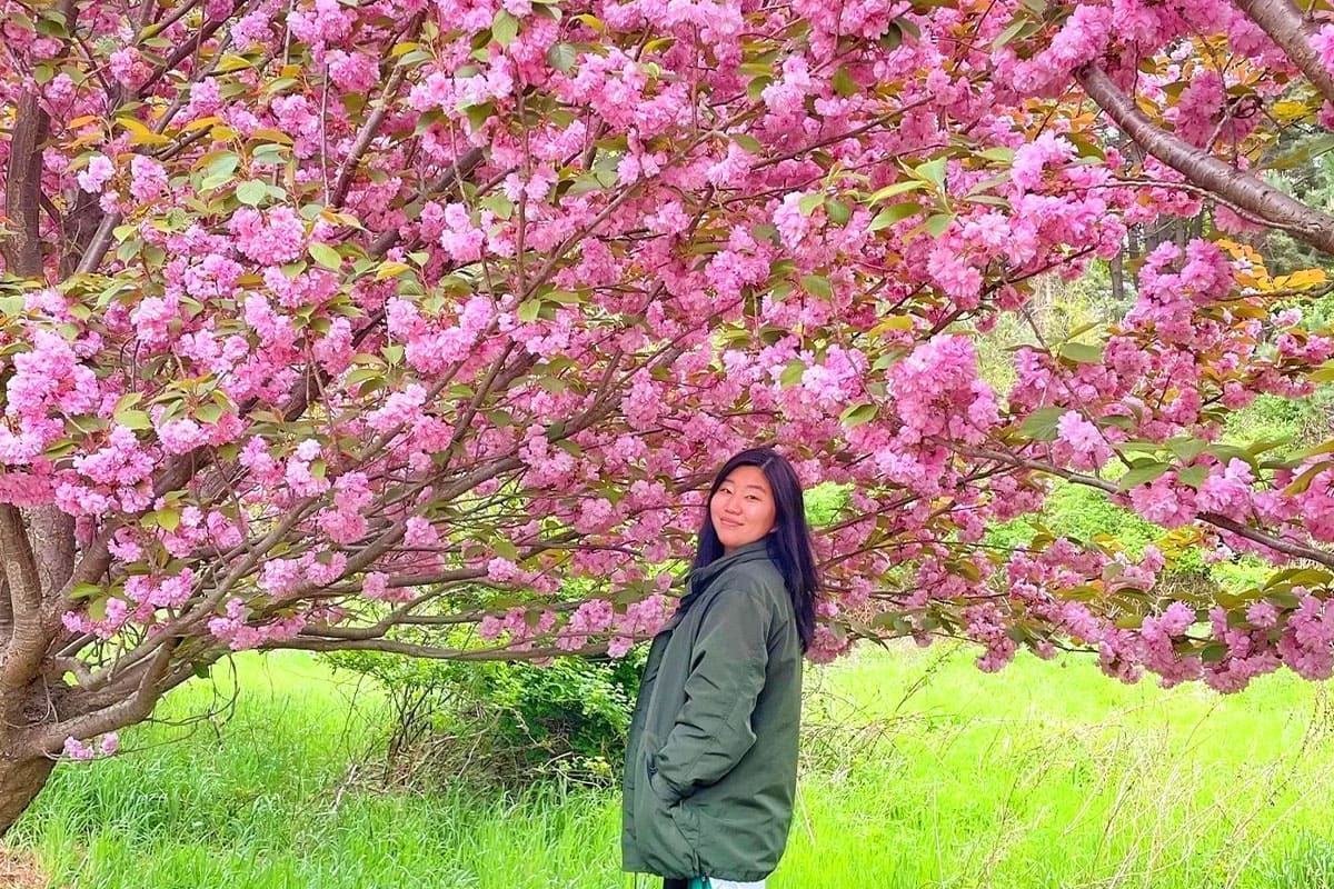 하조대-벚꽃길-겹벚꽃