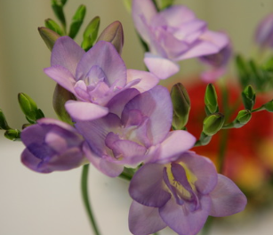 보라 프리지아 꽃말