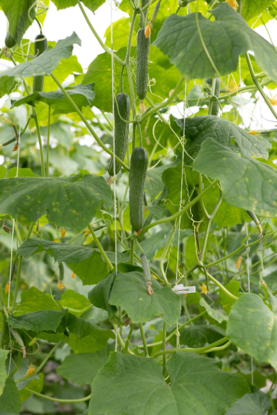 주말농장, 오이 키우기 이미지