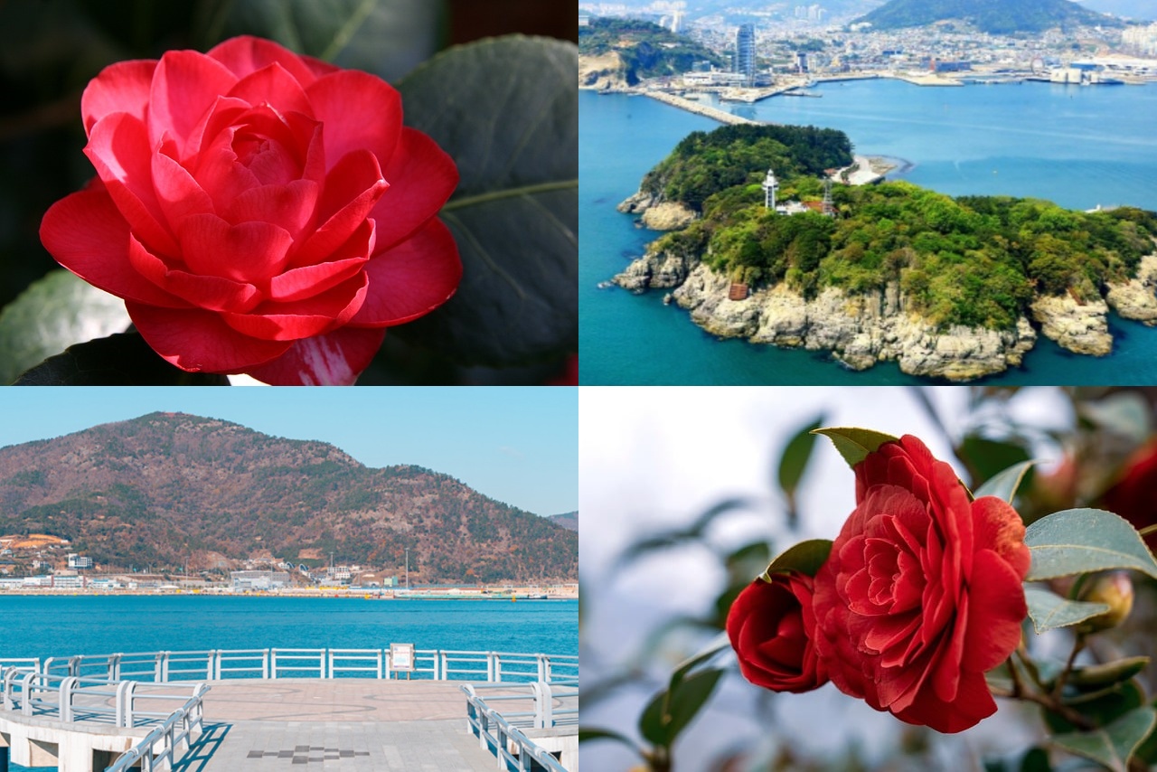 오동도 동백꽃 개화시기