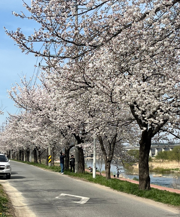 대전 전민동 갑천 벚꽃