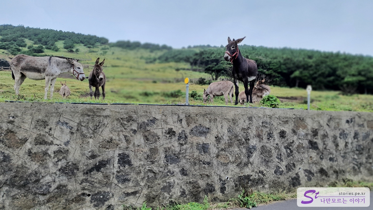 검멀레 지역 당나귀