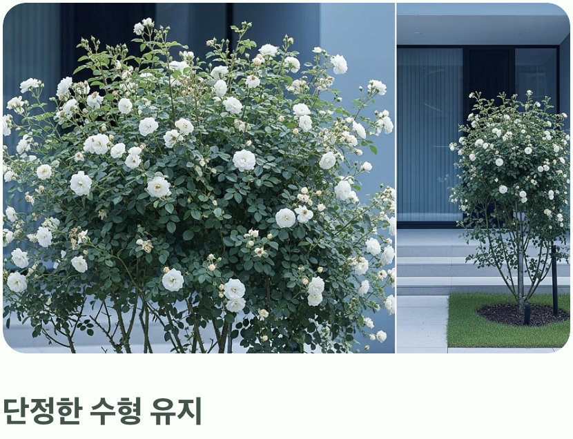 어떤 가지를 잘라야 할까? (목표는 '단정함'과 '통풍')