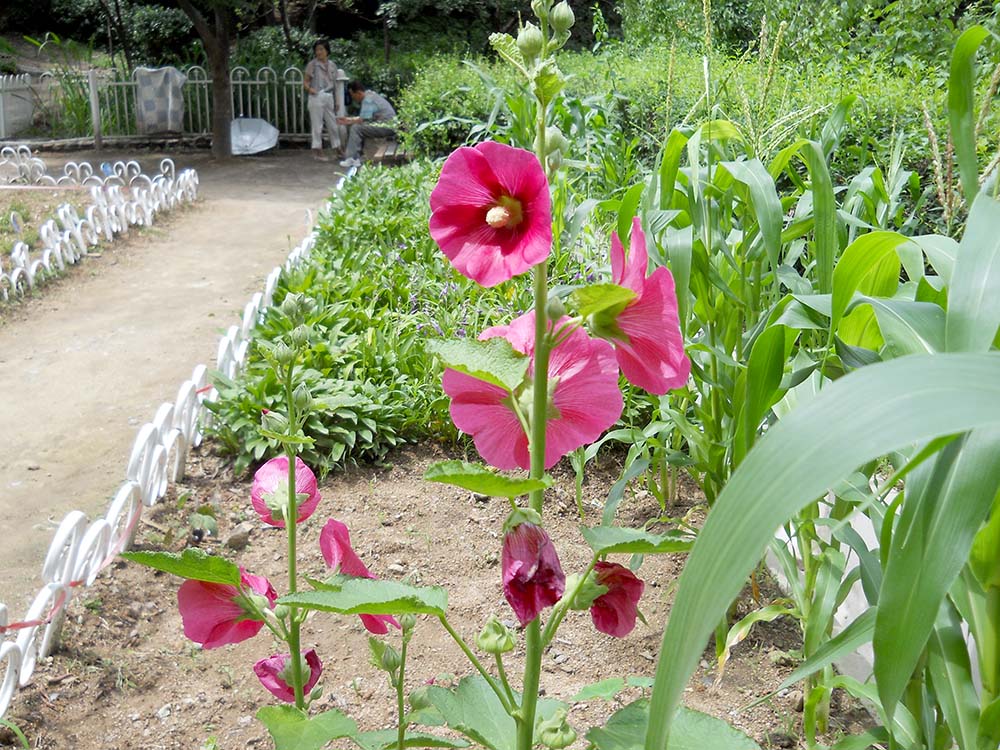 고은산 접시꽃(Hollyhock)
