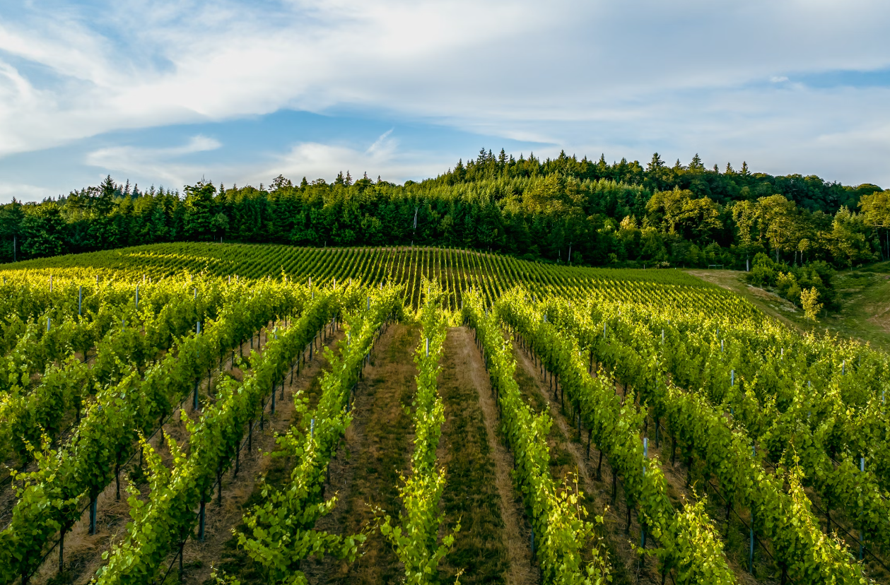 푸른-하늘-아래-넓은-농장
