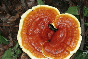 영지버섯 효능02