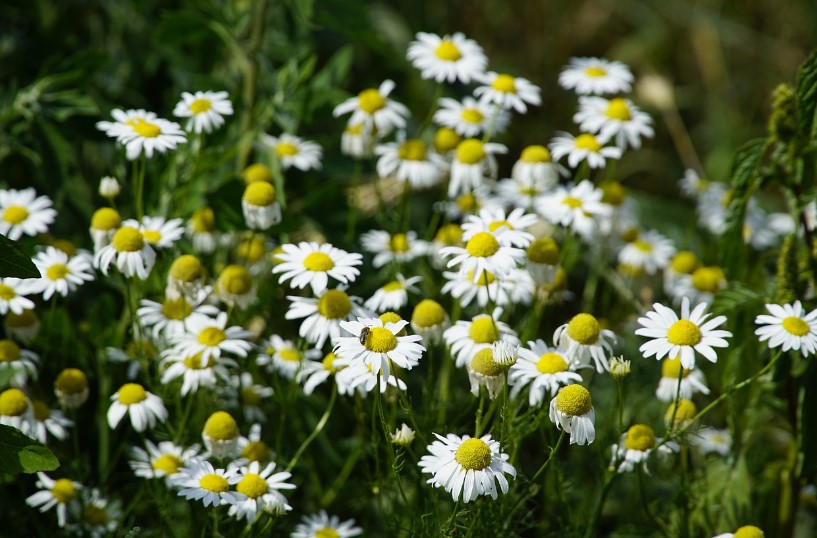팜카밀레수국축제