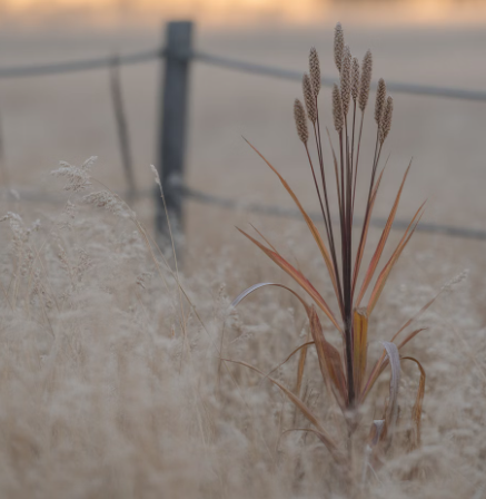 차전자피의 효능