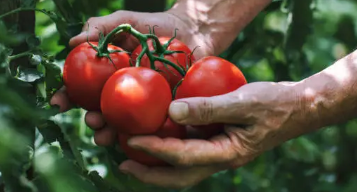 콜레스테롤 낮추는 음식