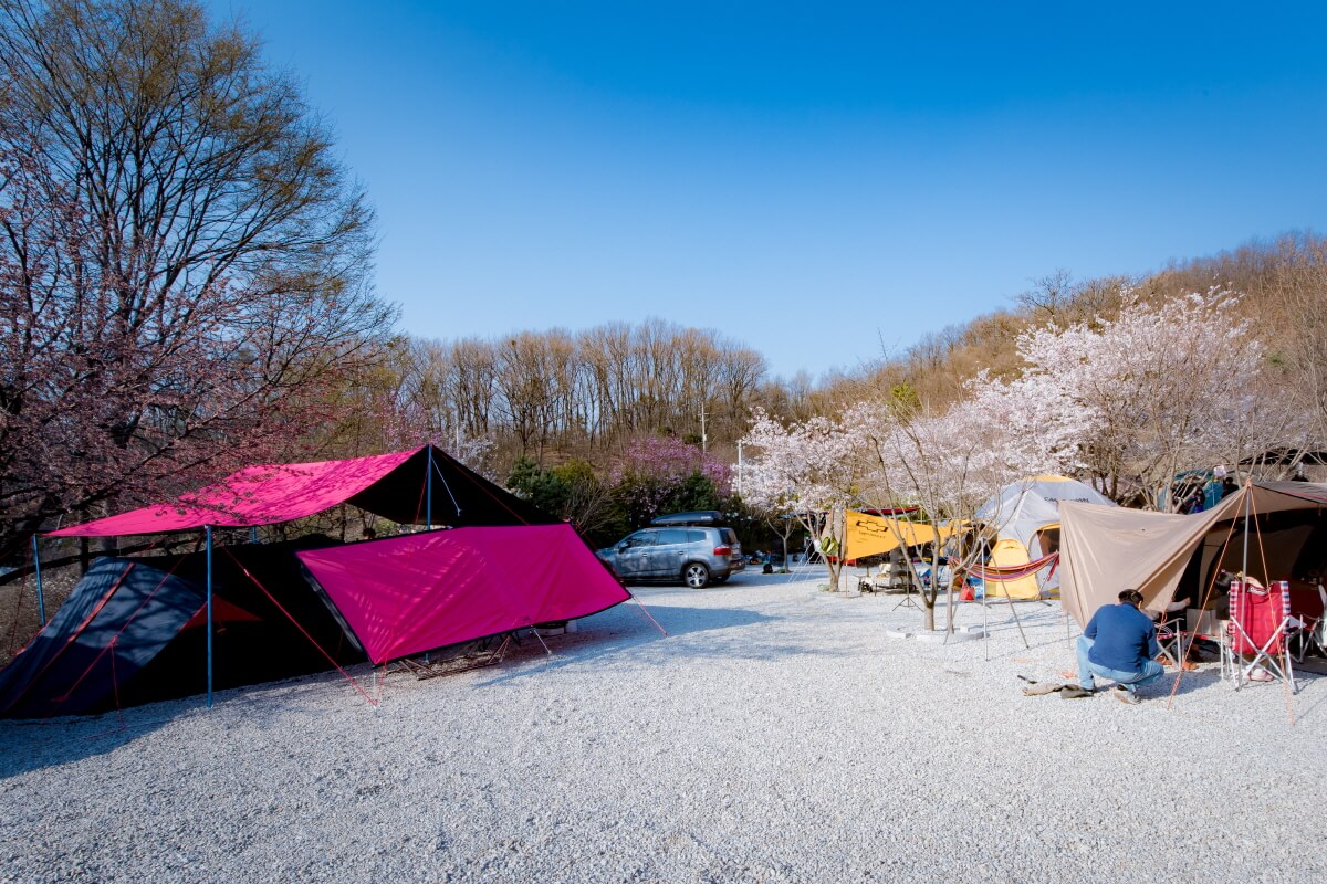 벚꽃 캠핑장