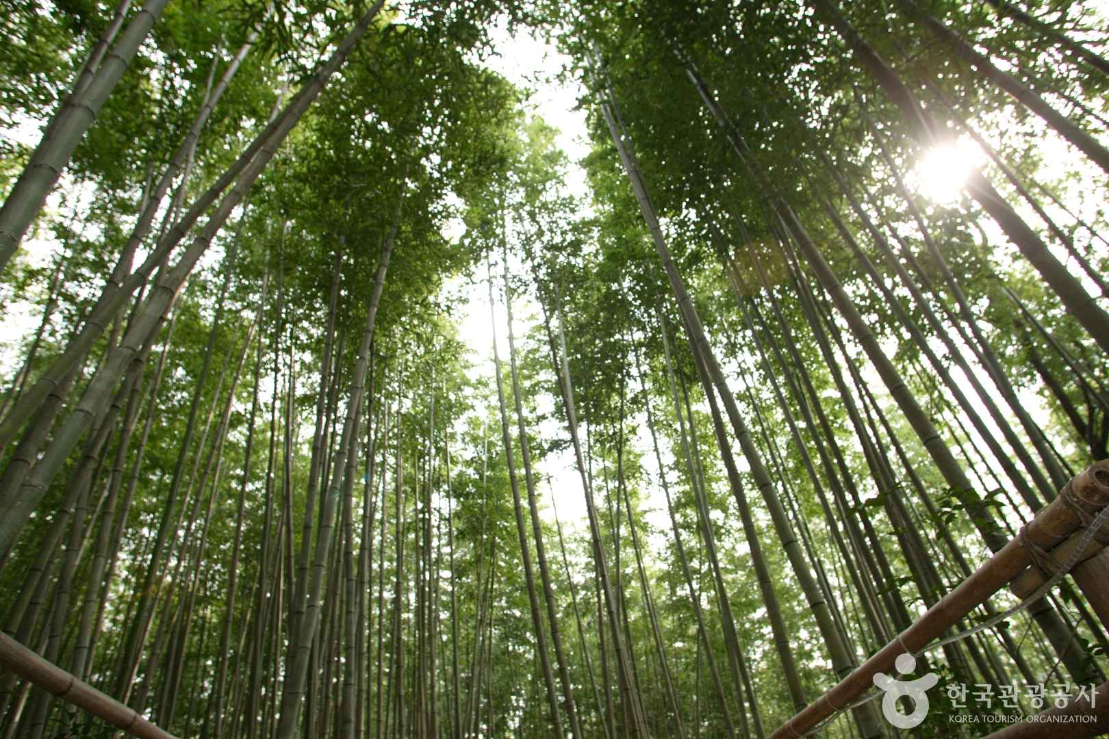 담양 대나무축제