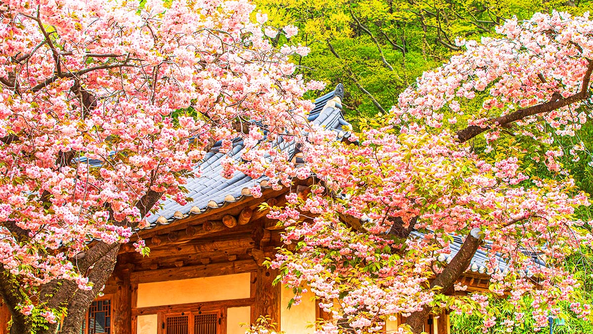 4월 서산 개심사, 전국 유일 청벚꽃