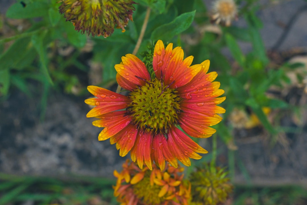 Flowering