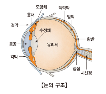 눈의구조